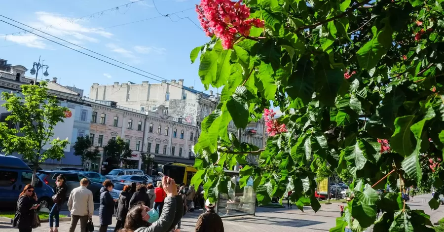 На Хрещатик хочуть повернути каштани. Але знадобиться мільйон євро