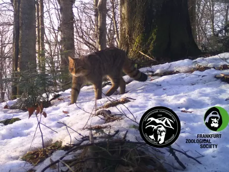 Фотоловушки сняли в Карпатах лесного кота, которого мало кто видел