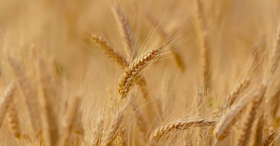 В Україні зібрали рекордний урожай зернових за роки незалежності