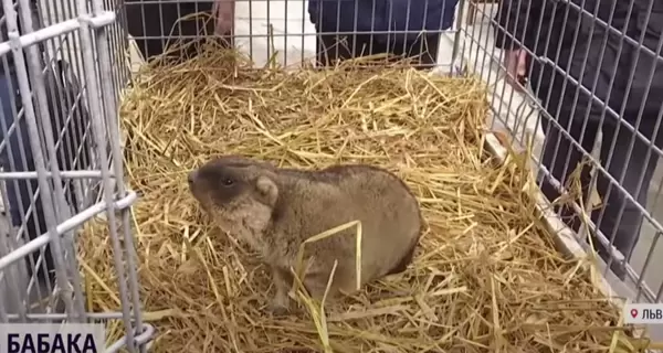 Во Львове сурки Маричка и Мишко впервые за 13 лет проснулись раньше времени