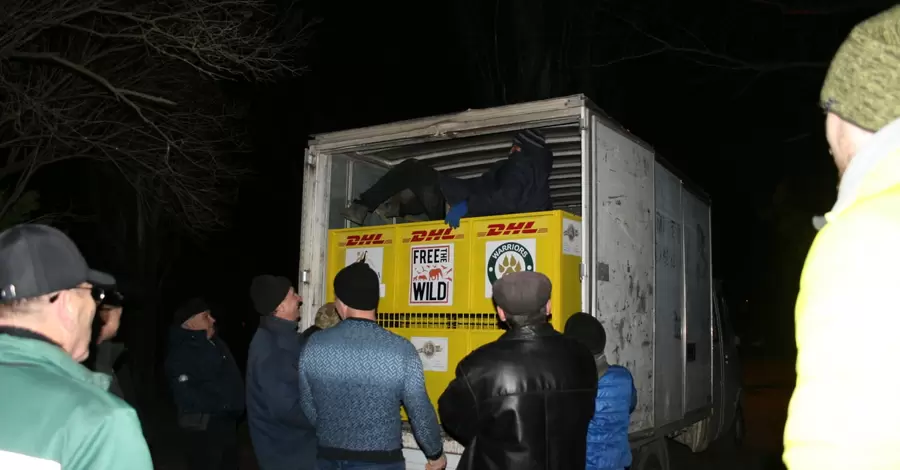 Трьох левів, народжених у миколаївському зоопарку, передають до реабілітаційного центру ПАР