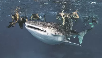 На конкурсе фотоснимков победили скромные гориллы и дикие гуси.