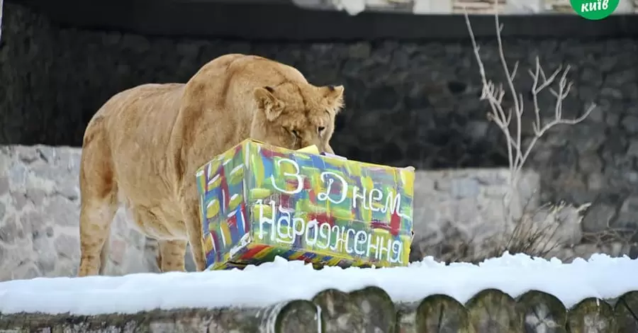 Львы из киевского зоопарка отметили день рождения праздничной "охотой"