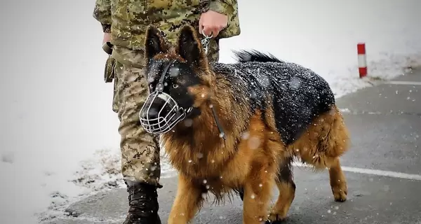 Нардепи пропонують Раді збільшити кількість військовослужбовців Держприкордонслужби