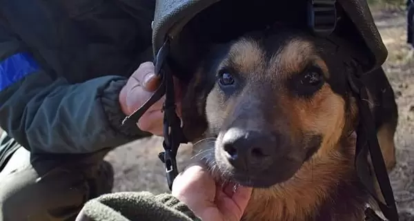 У Нацгвардії показали свій талісман: пес Байрактар несе службу цілодобово