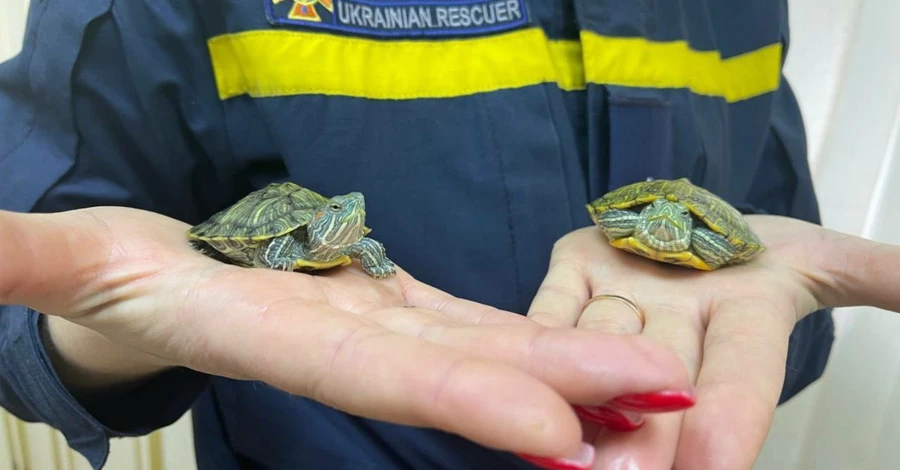 До пожежної частини підкинули двох черепах – рятувальники передали їх Одеському зоопарку