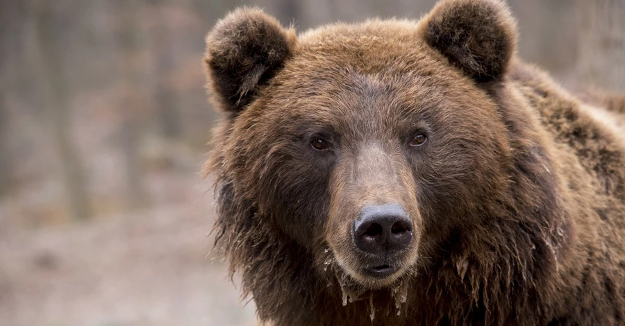 У таборі українських біженців у Словаччині помітили ведмедя