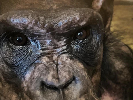 Британський ветеринар розповів зворушливу історію про українського шимпанза: ділився їжею з людьми