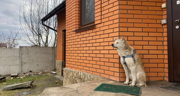 Обпалені, поранені, але не скорені: долі тварин, які стали героями воєнних фото