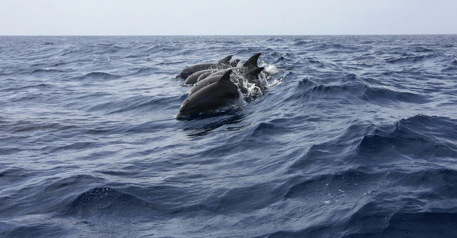 Через військові дії біля берегів Одеської області масово гинуть дельфіни