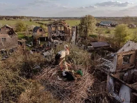 В село Мощун, полностью разрушенное российскими оккупантами, вернулись аисты 