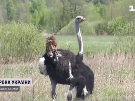 Страус, якого намагалися з'їсти російські солдати, тепер житиме у Межигір'ї