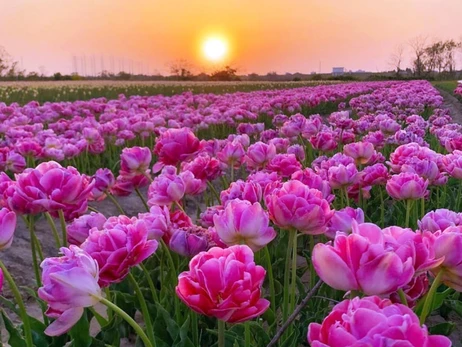 Господиня долини тюльпанів: Під час війни люди почали помічати красу та квіти навколо