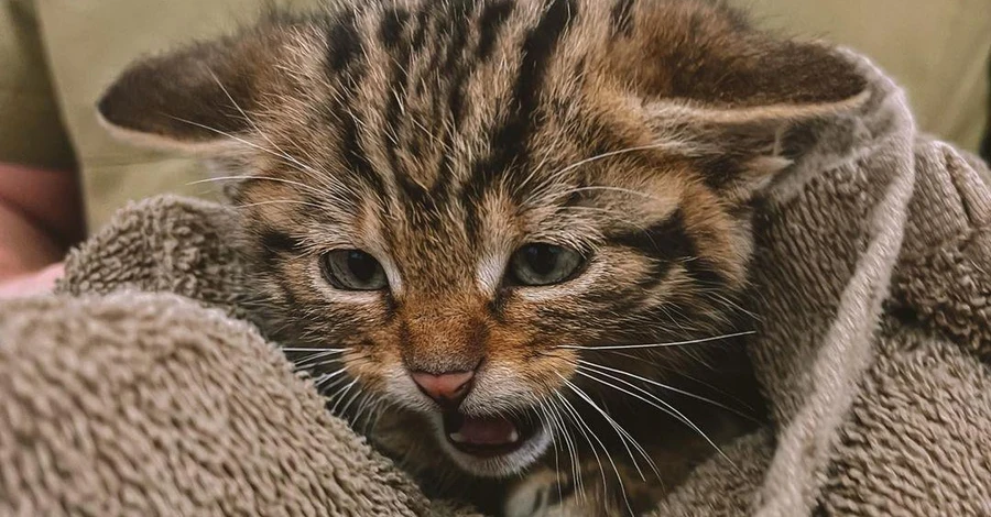 На Одещині ветеринари врятували трьох червонокнижних кошенят, які постраждали від обстрілу
