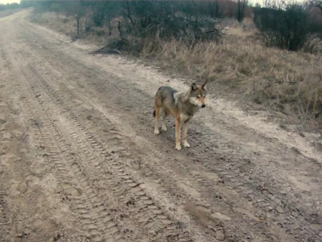 Під час бойової операції до українських військових приєднався степовий вовк