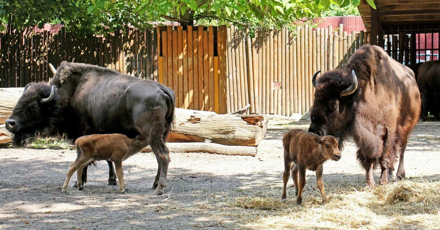 Киевский зоопарк показал новорожденных бизонов Варту и Викинга