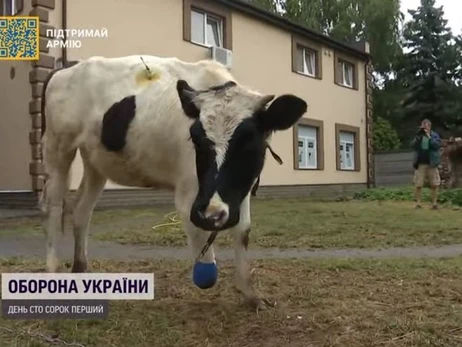 В Киеве выходили теленка с оторванным копытом, теперь его ждет протезирование