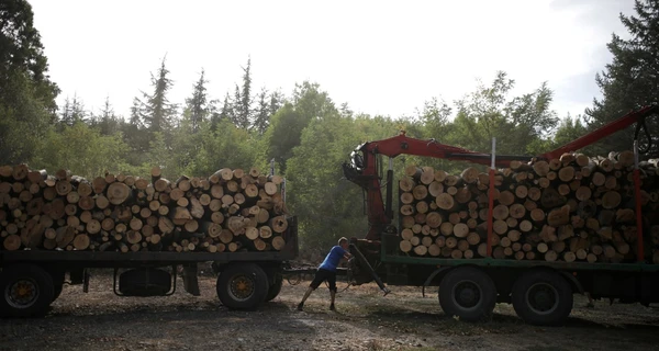 5 питань про «ДроваЄ»: навіщо це потрібно і скільки дров можна замовити