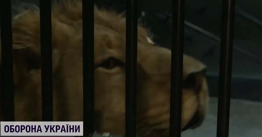 Харківських і донецьких левів доправили до Іспанії, але тварини досі у стресі  