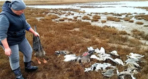 В Одесской области начали находить погибших птиц, прилетевших на зимовку из тундры