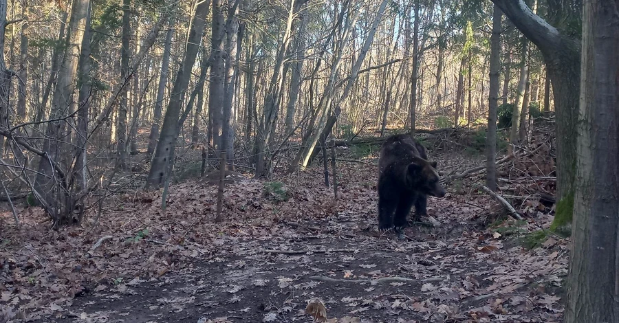 На Прикарпатті через відлигу прокинулися ведмеді