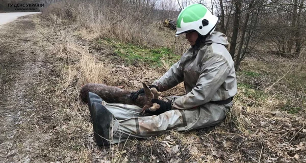 В Киевской области спасатели помогли раненому олененку, который провалился под лед