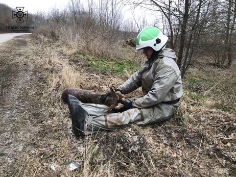 На Київщині рятувальники допомогли пораненому оленяті, яке провалилося під кригу