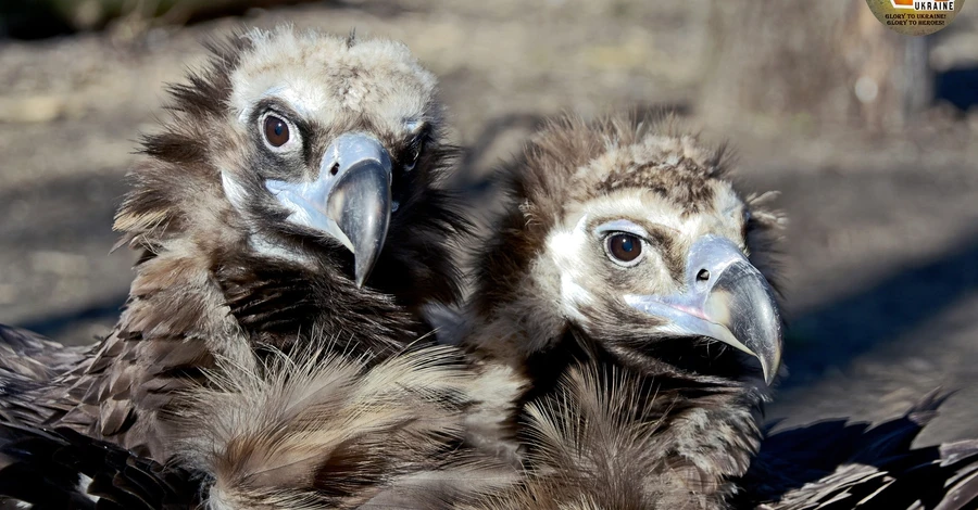 У Київському зоопарку сімейний бум: 19 нових пар, серед них врятовані від війни тварини