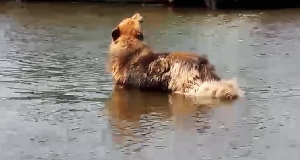 Пес пришел к полицейским и 