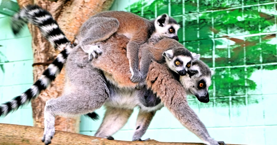 У Київському зоопарку в родині лемурів зростають п'ятеро малят