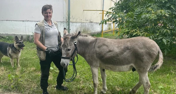 Удивительная история Хаймарса: осел-фронтовик, спасшийся от российской ракеты