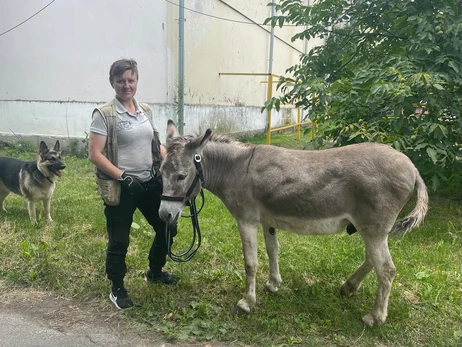 Дивовижна історія Хаймарса: віслюк-фронтовик, який врятувався від російської ракети