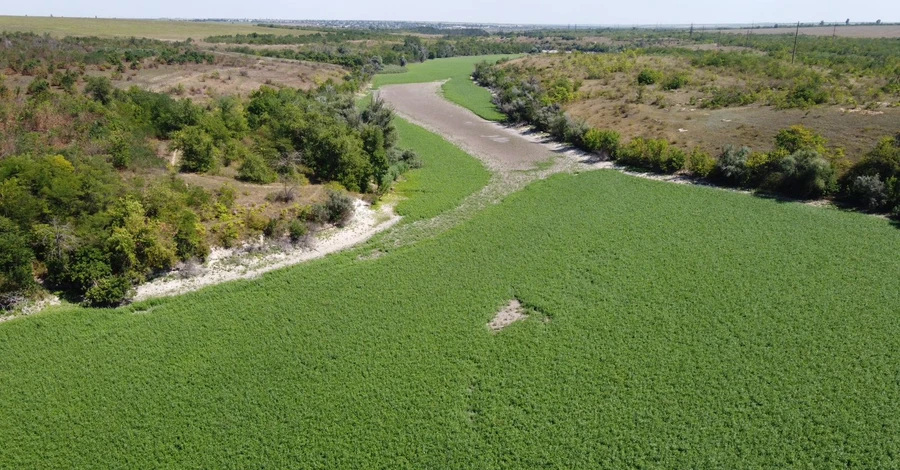 Дно Каховського водосховища засіяли конюшиною