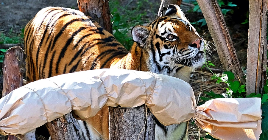 У Київському зоопарку відзначили 14-річчя тигрів Малюка та Рені