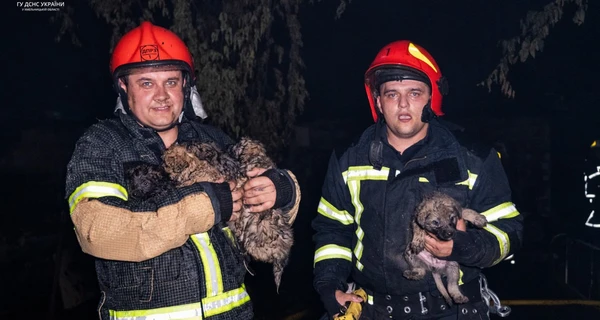 Во время пожара в хмельницком ресторане чуть не погибли шесть щенков