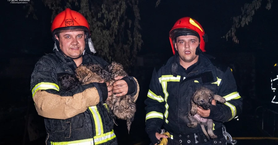 Во время пожара в хмельницком ресторане чуть не погибли шесть щенков