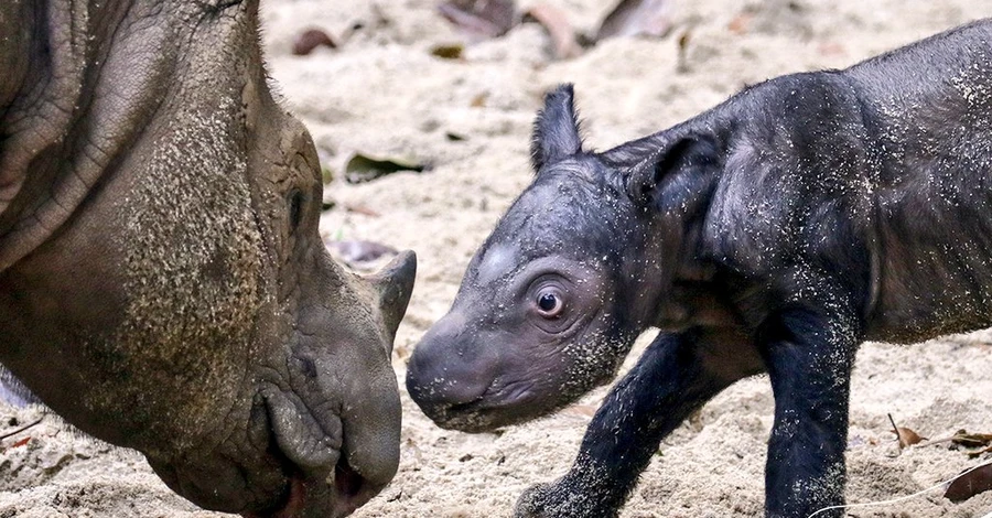 В Індонезії народився суматранський носоріг - тварин цього виду у світі залишилося менше 100