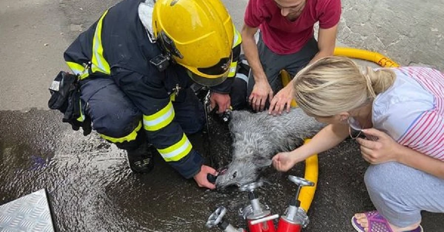 У Рівному рятувальники реанімували собаку, якого винесли з палаючої квартири