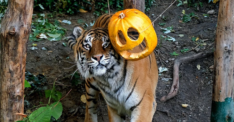 У Київському зоопарку влаштували Хелловін для тварин