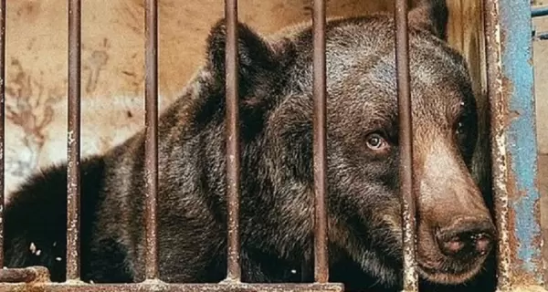 Медведя из парка в Хмельницком переведут в реабилитационный центр «Синевир»