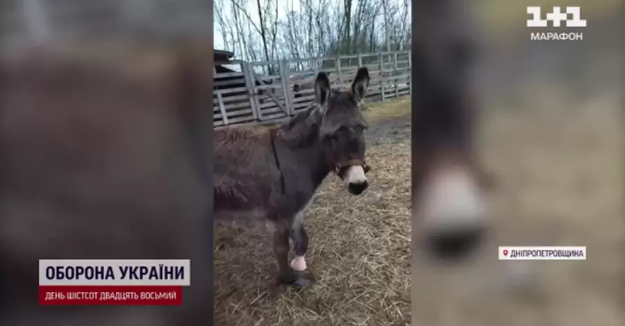 На Дніпропетровщині протезували віслючку, що втратила кінцівку під обстрілами у Сіверську