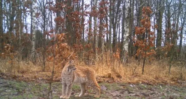 В Чернобыльской зоне все чаще замечают рысь, которая считалось исчезнувшей на территории Полесья еще в прошлом веке