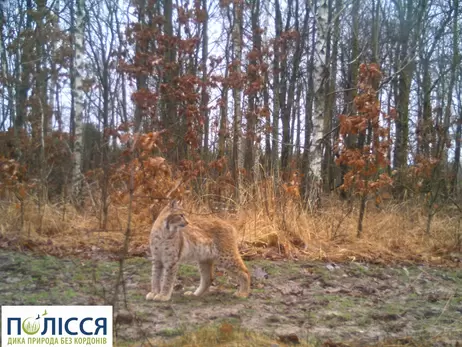 В Чернобыльской зоне все чаще замечают рысь, которая считалось исчезнувшей на территории Полесья еще в прошлом веке