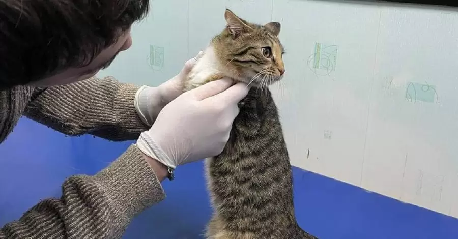 В Киеве на Русановке котенок застрял на дереве, его спасали два дня 