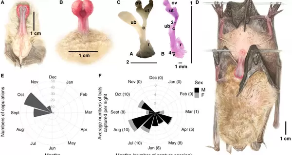 Українські вчені зробили незвичайне відкриття про інтимні стосунки кажанів 