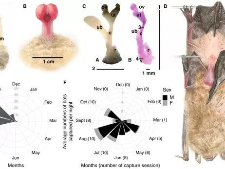 Украинские ученые сделали необычное открытие об отношениях летучих мышей 