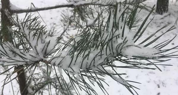 На Новый год будет тепло и дождь с мокрым снегом