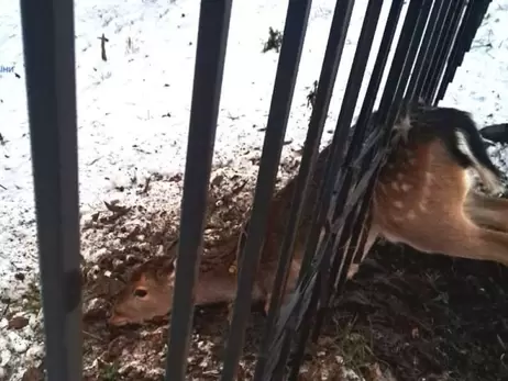 На Киевщине спасатели помогли дикой косуле, застрявшей в заборе