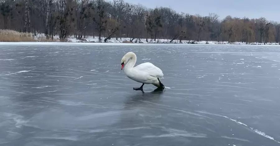 Полицейские спасли лебедя, который оказался в ледяной ловушке 