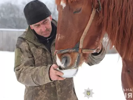 В Харьковской области фермер бросил 28 лошадей, волонтеры требуют изъять животных